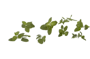 Ananasmunt pittig 20gr
